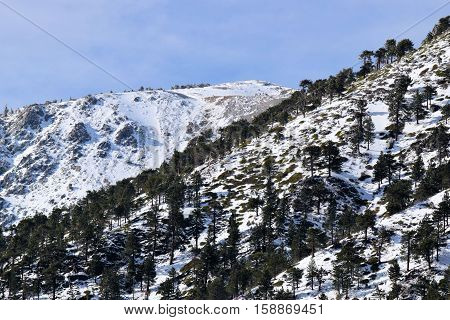 Mountain ridge with snow and Pine Forests and the Mt Baldy Summit beyond during winter season taken in Mt Baldy, CA