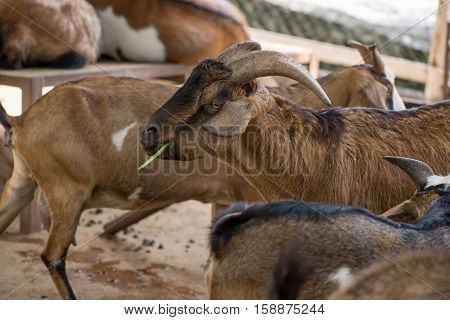 Focus on a horned billy (male) goat eating a vegetable in a goat pen. Animal and farming concept.