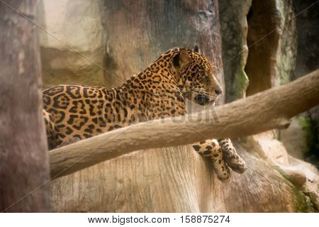 Close-up of a jagua resting on a rock at a zoo Chonburi Thailand.