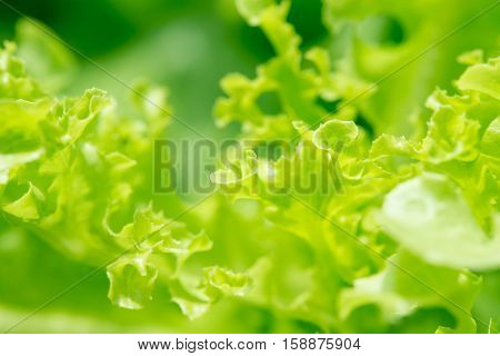 An abstract macro view of the leaves of a loose leaf lettuce. Hydroponic agriculture concept.