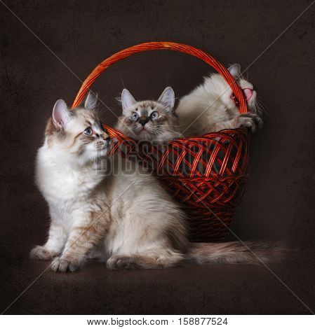 three beautiful cat breed Neva masquerade is played with a basket on a brown background a group of cute kittens