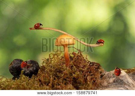 closeup two ladybugs swinging on the branch on the mushroom Armillaria one ladybug on berry aronia and one ladybug on snag. green background