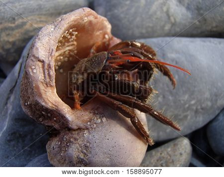 Hermit cancer (Paguroidea) on the wet stones. Empty gastropod shells are used as a shelter. Hermit cancer live in the tidal zone and in shallow seas. Black Sea.