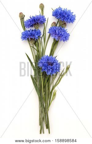 Blue Cornflower Herb or bachelor button flower bouquet isolated on white background cutout