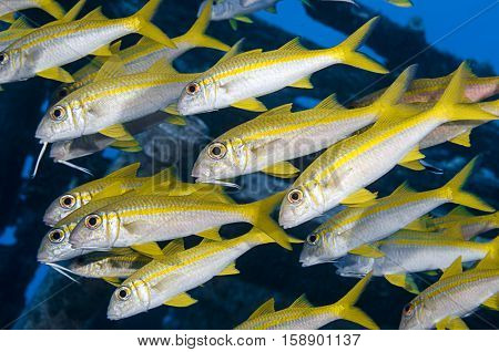 School of yellowfin goatfish, Mulloides vanicolensis, Marsa Alam, Egyptian Red Sea.