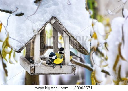 small bird on feedbox close up