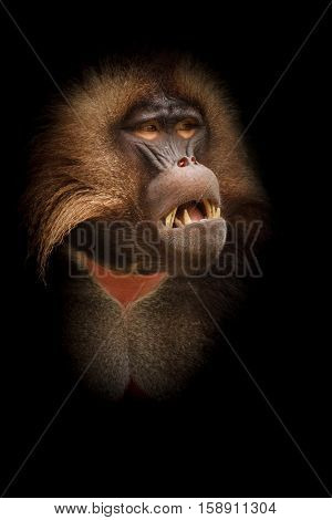 Beautiful gelada with a dark background of Africa