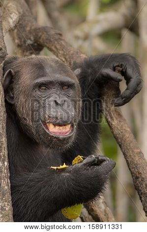 Beautiful and nice chimpanzee in the nature habitat in Africa