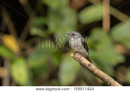 Beautiful and coulourful bird in the nice nature habitat