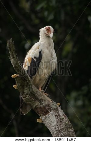 Beautiful and coulourful bird in the nice nature habitat