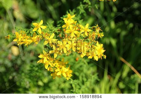 Yellow wild flower called St. John's wort