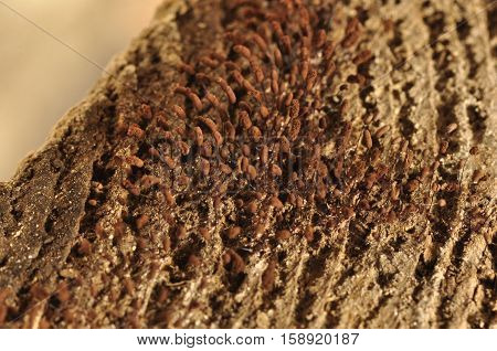 Group of microscopic fungi on old wood.