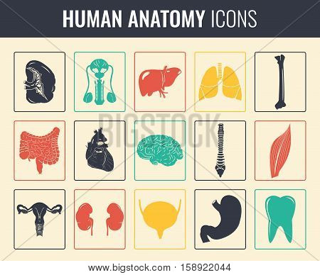 Human internal organs. Anatomy set. Vector icons