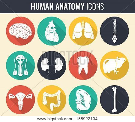 Human internal organs. Anatomy set. Vector icons