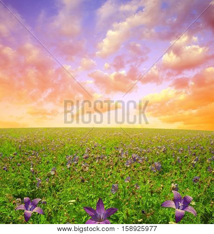 Flowers on meadow in the sunset. Spring landscape.