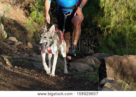 Dog and its owner taking part in a popular canicross race