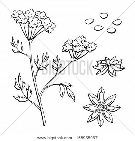 Anise herb graphic art black white sketch isolated illustration vector