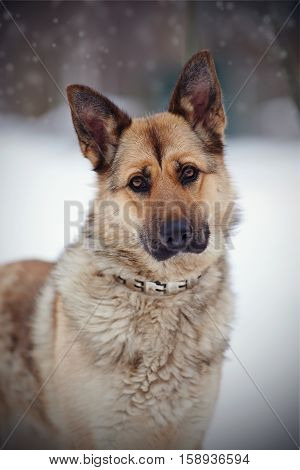Portrait of a dog of breed sheep-dog in the open air in the winter.