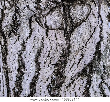 background the bark of the tree trunk plant walnut stripes