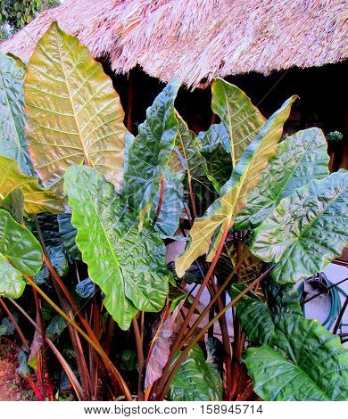 Colorful plants and leaves foilage on the island in Hawaii.