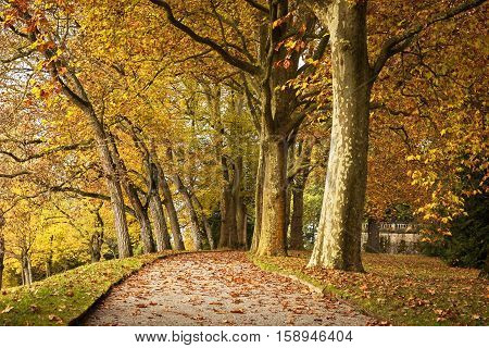 Platan and  chestnut alley in autumn park, Germany