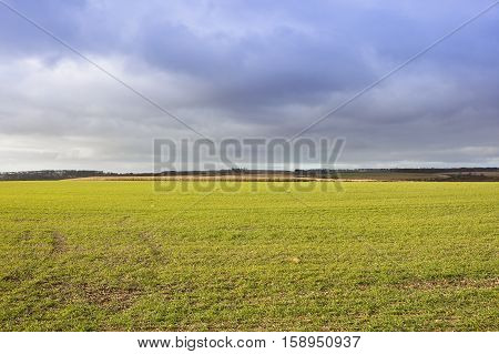 a young green wheat crop with distant hills in a yorkshire wolds landscape under a dramatic cloudy sky in autumn