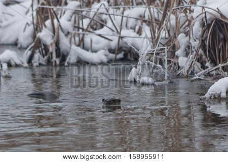 european otter (lutra lutra) in winter. Location: Comana Natural Park Romania