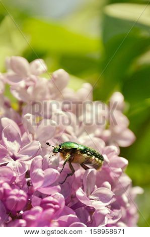 Lily beetle on lilac in spring time