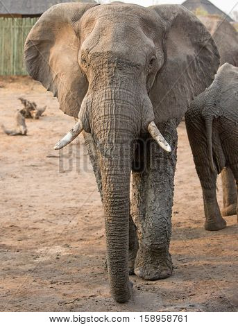 Portrait of an elephant standing on camp looking at camera in Hwange National Park, Zimbabwe, Southern Africa