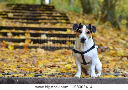 Jack Russel Terrier sitting on steps in autumn nature