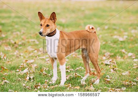 Basenji dog on grass outdoor. Basenji Kongo Terrier Dog. The Basenji is a breed of hunting dog