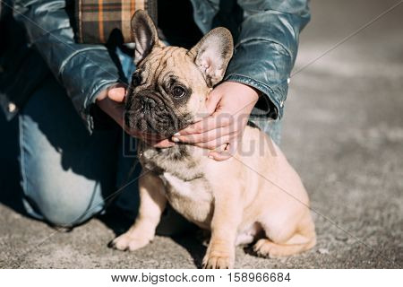 Funny Lovely French Bulldog Dog Puppy In Park Outdoor. Popular breed of dog