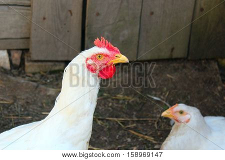 white hens in the poultry-yard in the village
