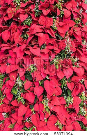 Closeup view of red Poinsettia plant leaves