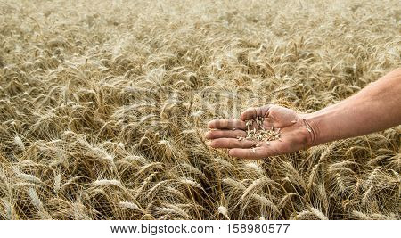 Hand of the grain-grower against a wheaten field