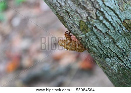 Cicada moulting on tree with blur background
