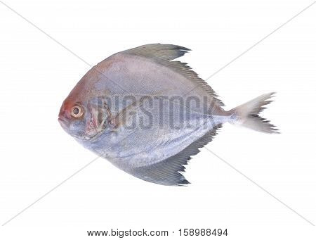 raw black pomfret fish on white background