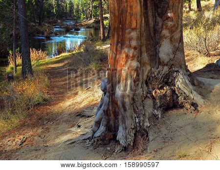 A dead ponderosa pine tree beside a riverside path at Fall River on a fall day.
