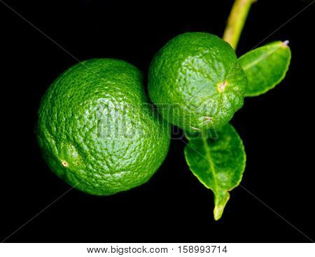 Bergamot Orange Hanging Fruits With Leaf Isolated On Black Background