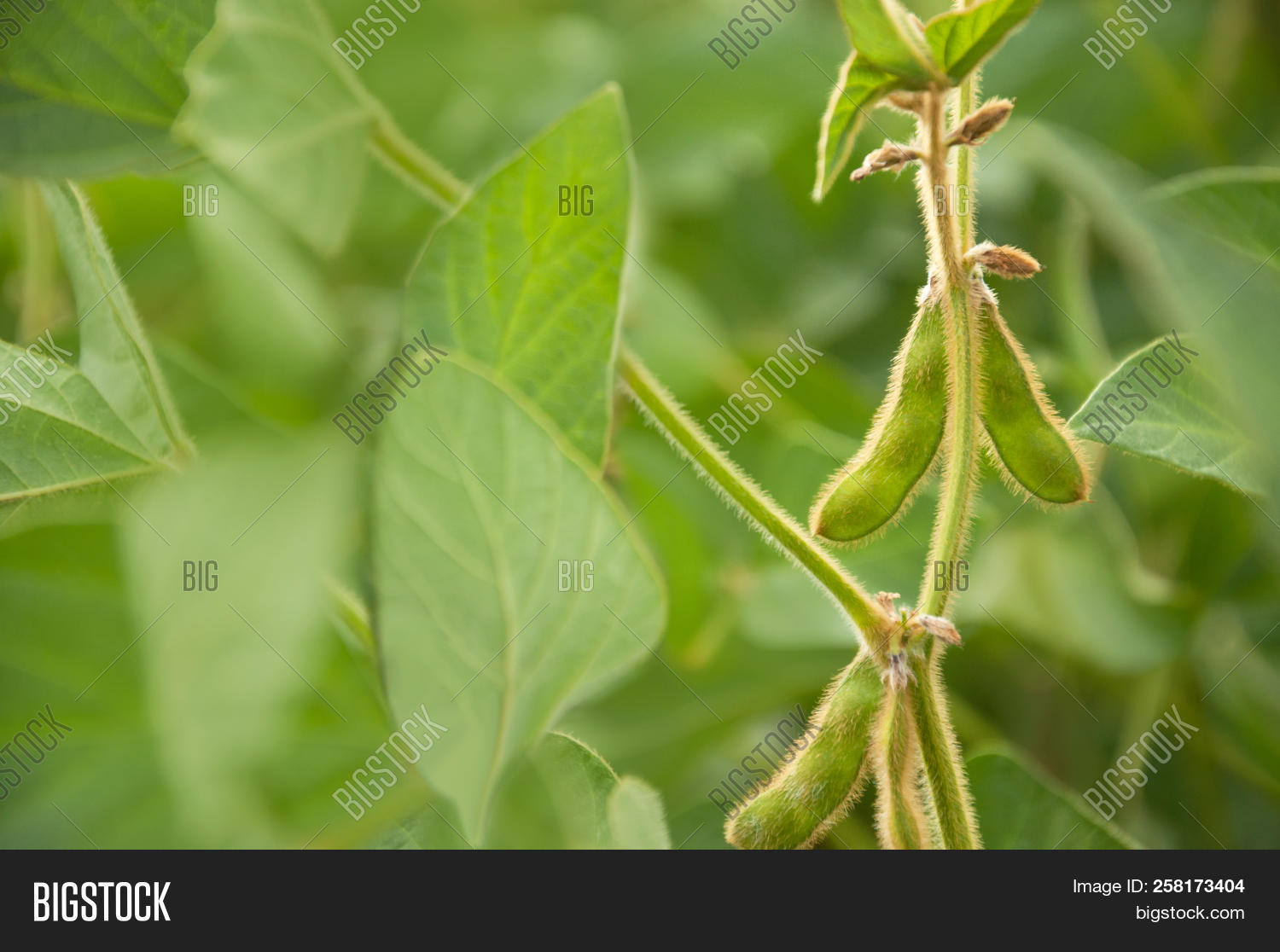 Pods Soybean On Image & Photo (Free Trial) Bigstock