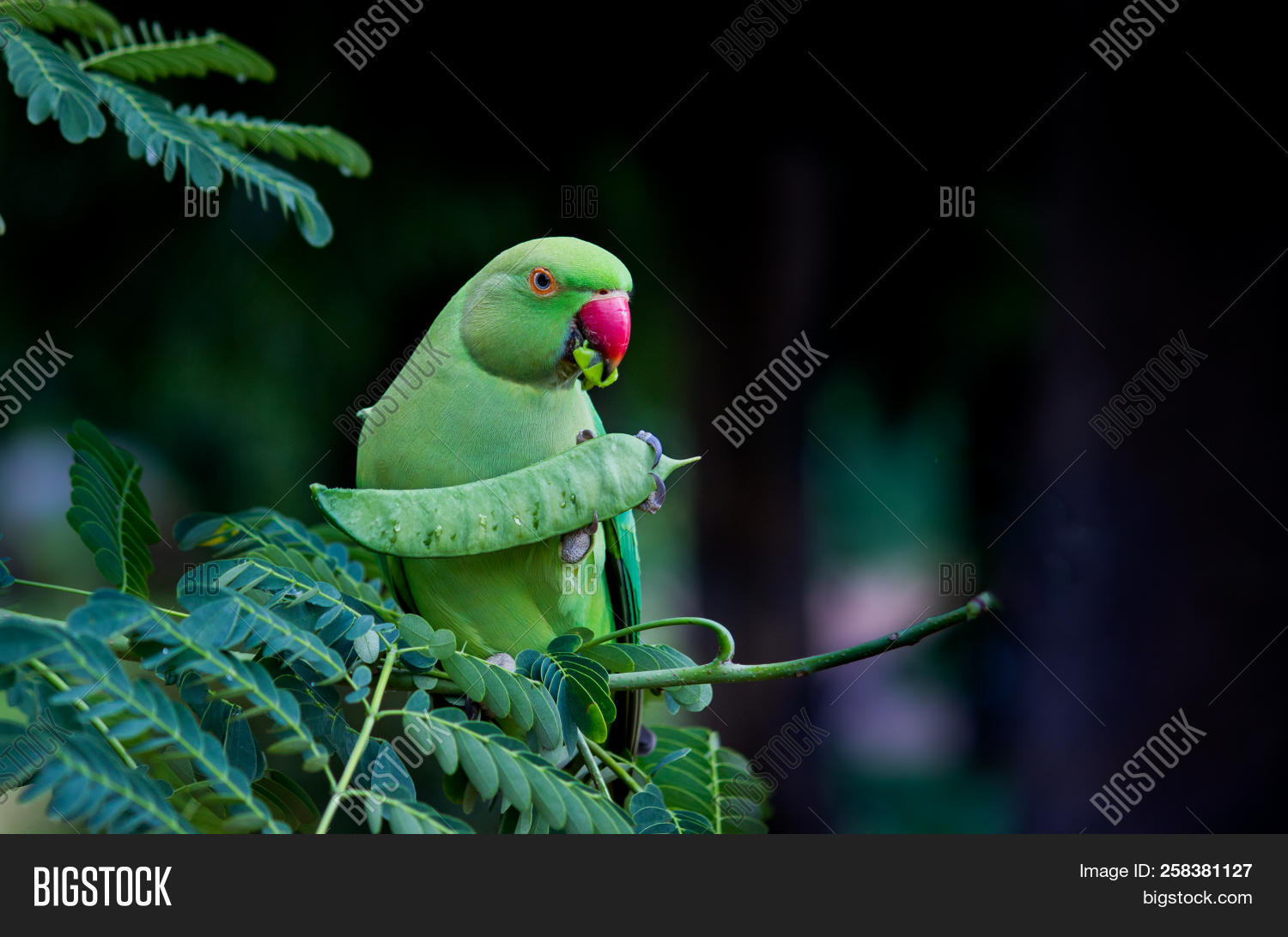 Parrot Eating Fruit Image & Photo (Free Trial) Bigstock