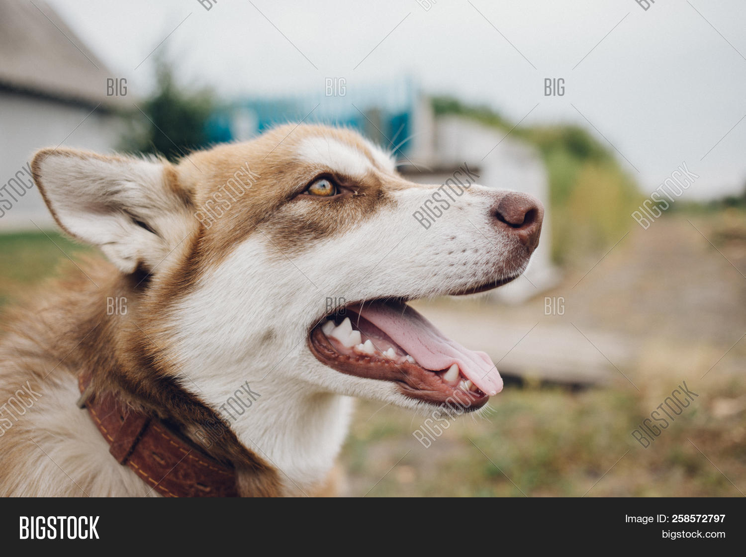 happy muzzle