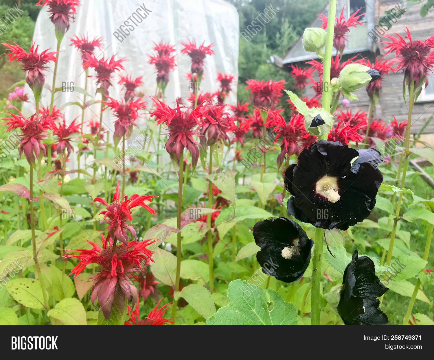 Black Hibiscus Flowers Image & Photo (Free Trial) Bigstock