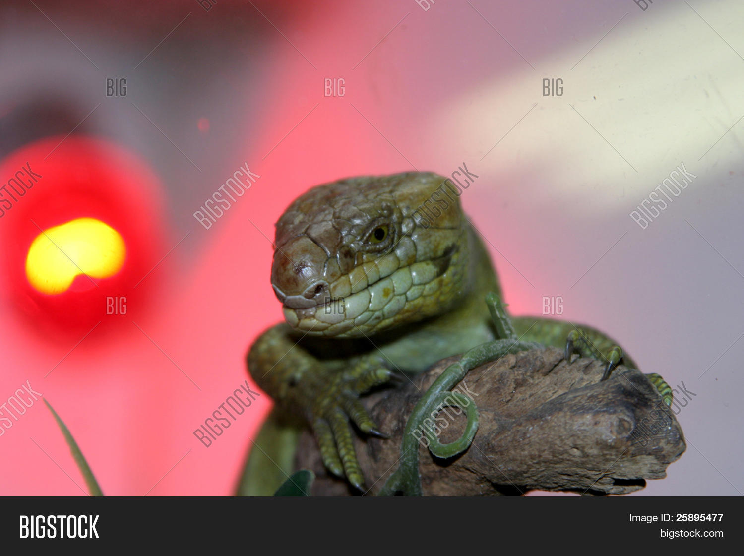 Lizard Sits On Branch Image & Photo (Free Trial) Bigstock