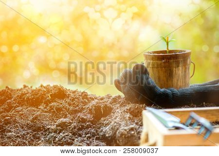 Small Plant Growing In The Garden. Fresh Start Of The Day. Save Environment And New Transformation L