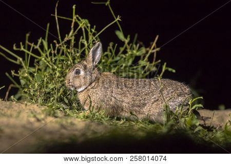 European Rabbit (oryctolagus Cuniculus) Foraging In Darkness At Night
