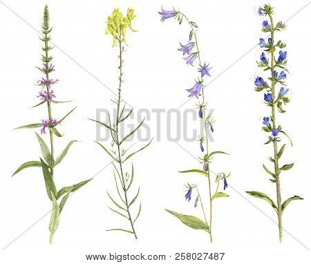 Set Of Isolated Watercolor Drawing Palnts And Flowers, Hand Drawn Illustration