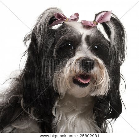 Detail Havanese, 3 roky stará, před bílým pozadím