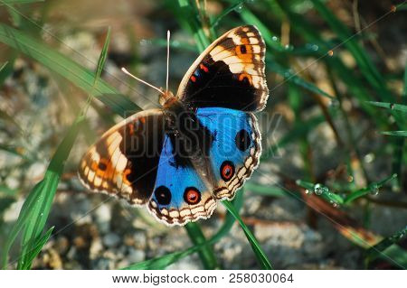 An Indonesian Butterfly (junonia Orithya) Perched On Green Grass.