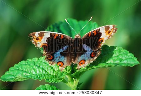 An Indonesian Butterfly (junonia Orithya) Perched On Green Leaves.